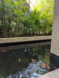 Koi pond on resort grounds featuring colorful koi fish swimming, surrounded by lush greenery and rocks.