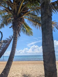 A picturesque beach scene featuring a tall palm tree leaning towards the ocean, with a clear blue sky, golden sand, and gentle waves in the background.