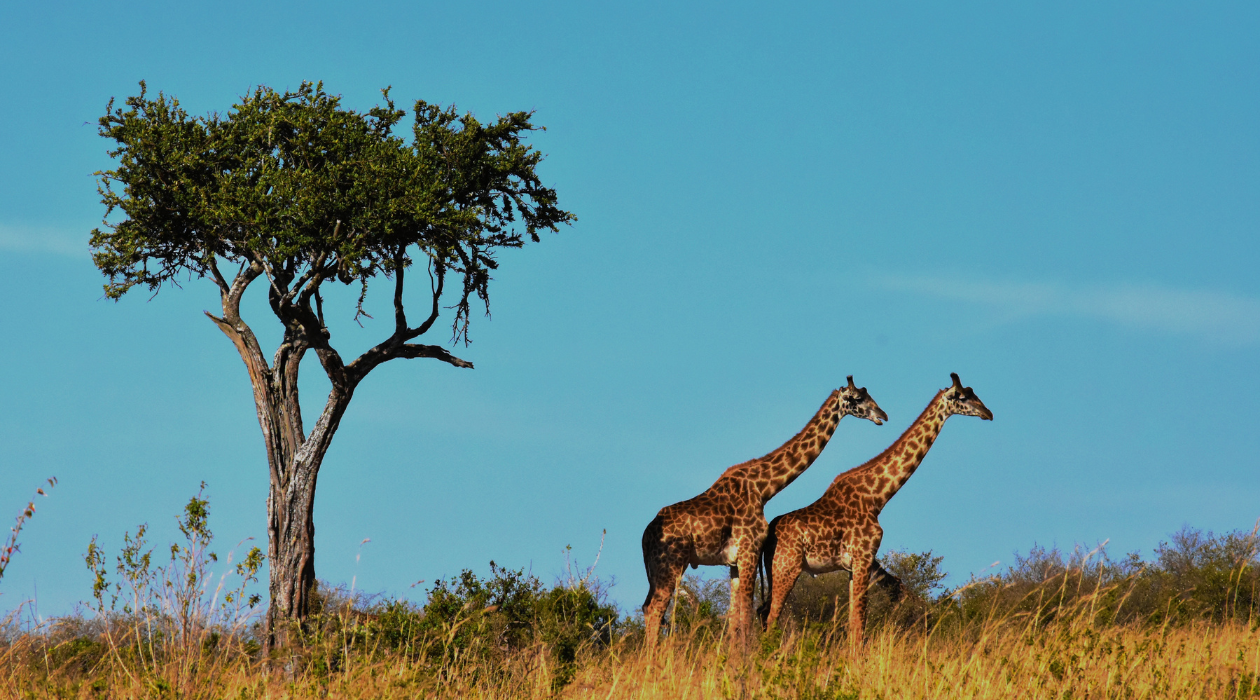 Two giraffes next to a tree, highlighting their elegant stature and unique markings in a serene environment.